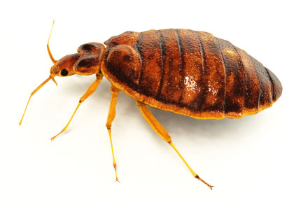 heat and fungi spores treatment for bed bugs in  