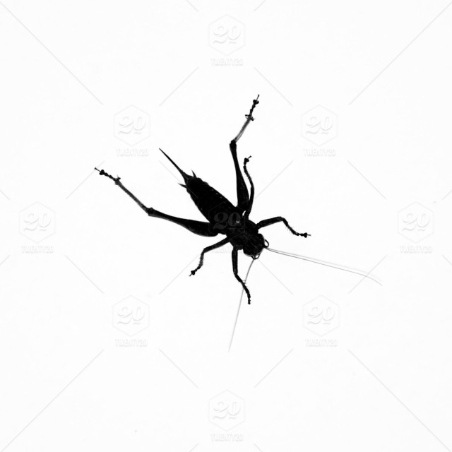spider bug exterminator in baltimore maryland