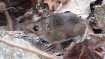 Mice Trapping and Exclusion in Baltimore, Ellicott City and Columbia