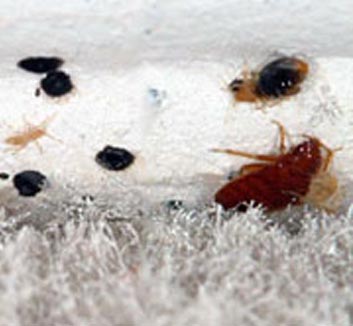 Baltimore Bed Bug Removal