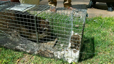 Raccoon Trapping and Exclusion in Baltimore, Ellicott City and Columbia