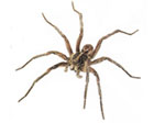 spiders in the house, spider extermination