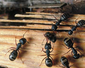 ants exterminator in baltimore maryland