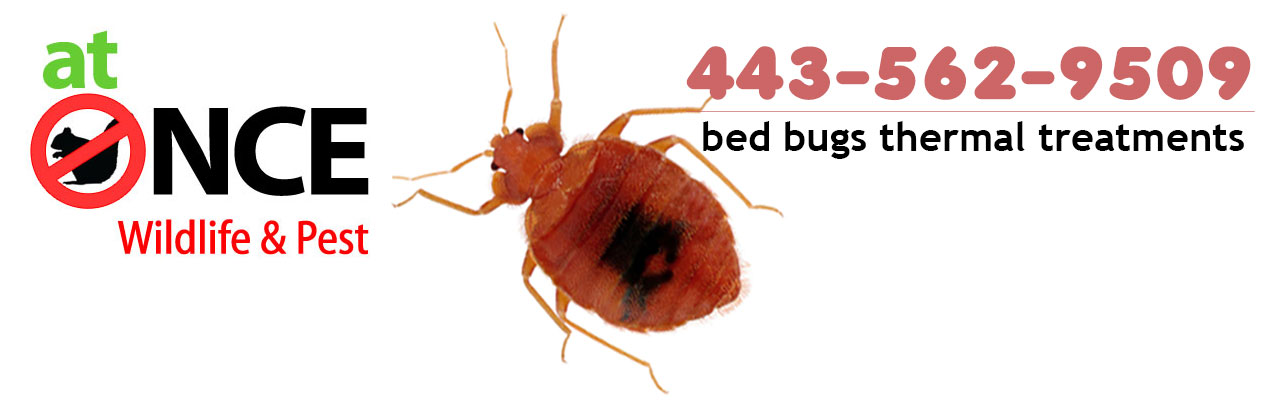 Bed Bug Exterminator in Baltimore, Bed Bugs Control in Baltimore