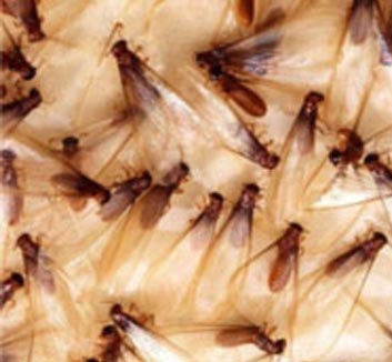 Baltimore Termite Exterminator